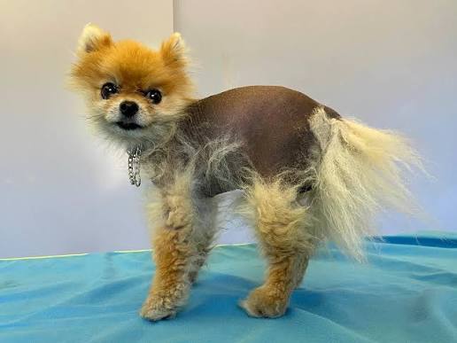 Pomeranianlarda Alopesi ve Hipotiroidizm: Belirtiler, Nedenler ve Doğru Tedavi Yaklaşımları